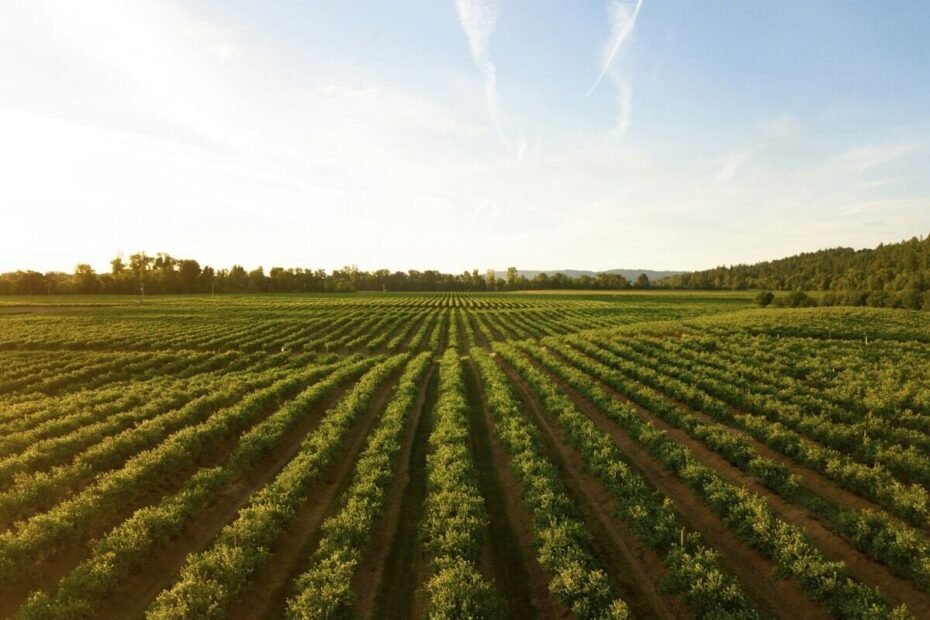 Desafios da Implementação da Energia Solar na Agricultura