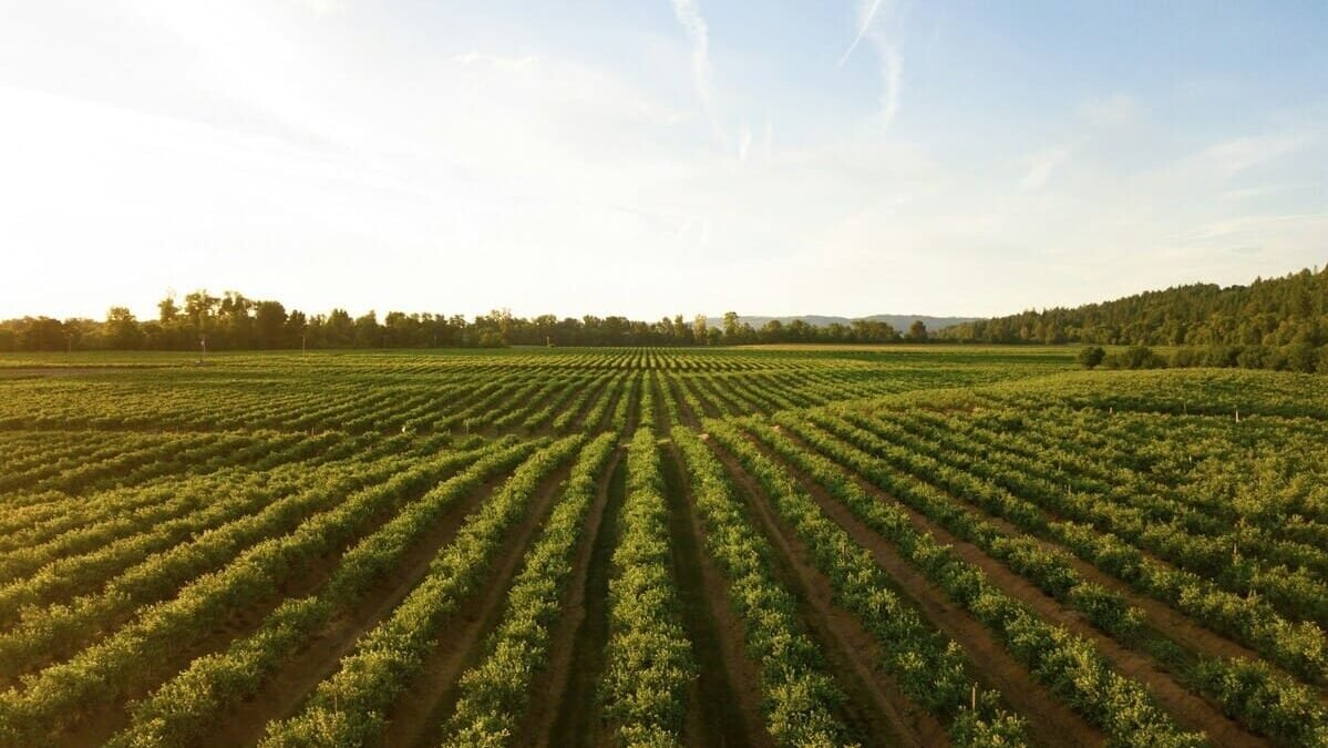 Imagens que representa os fundamentos da energia solar na agricultura