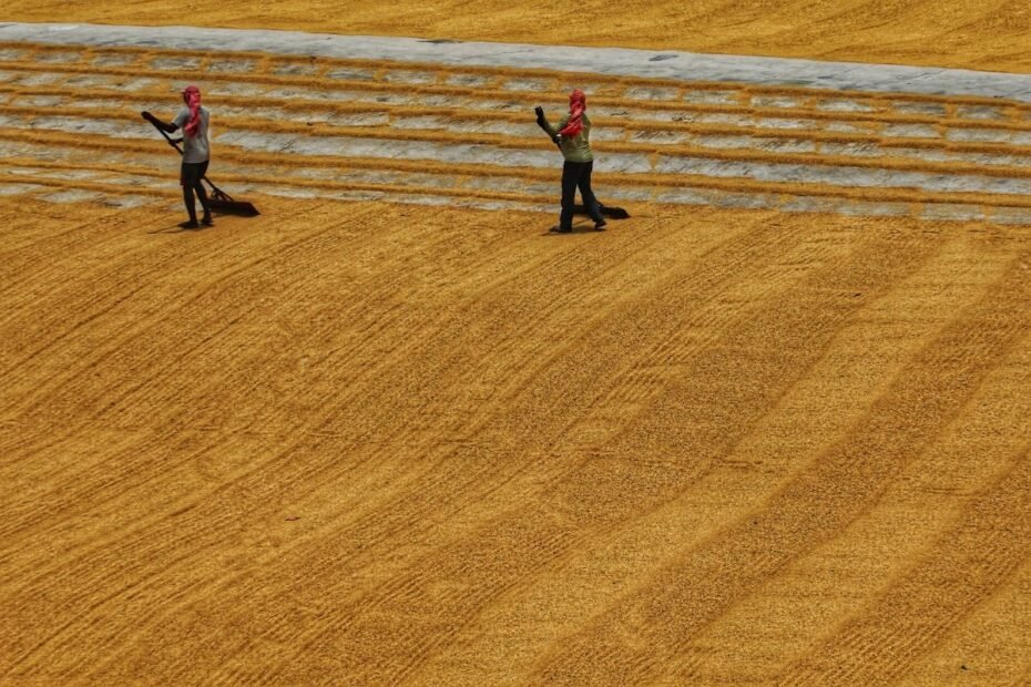 Secagem Solar de Grãos: Métodos e Vantagens em Relação à Secagem Tradicional