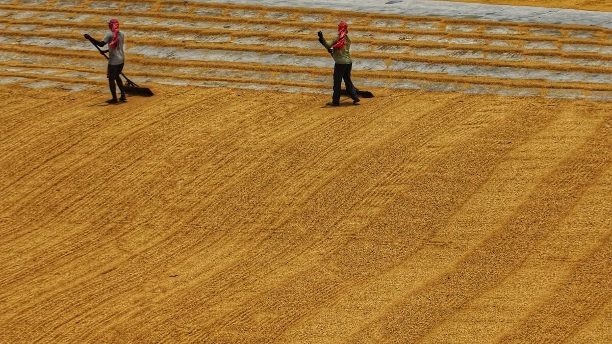 Secagem Solar de Grãos: Métodos e Vantagens em Relação à Secagem Tradicional