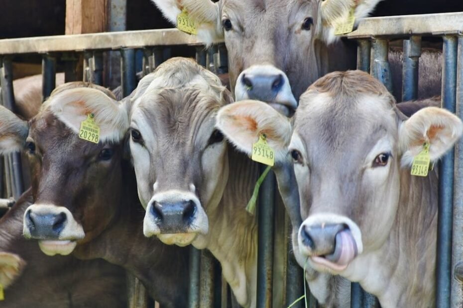 Melhorando o Bem-Estar Animal com A Energia Solar na Pecuária