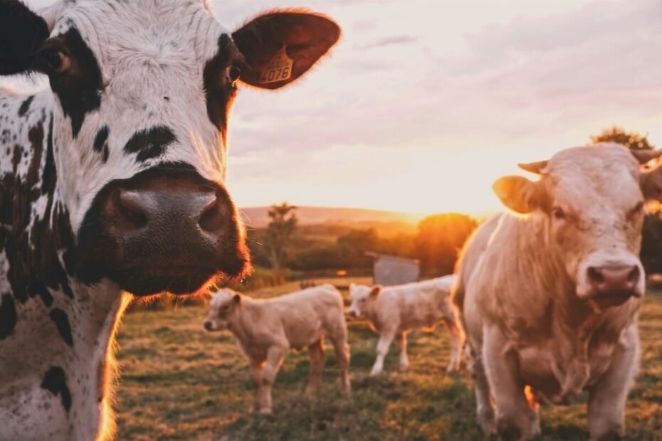 Vantagens da Energia Solar para o Agronegócio